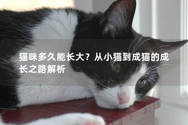 猫咪多久能长大？从小猫到成猫的成长之路解析