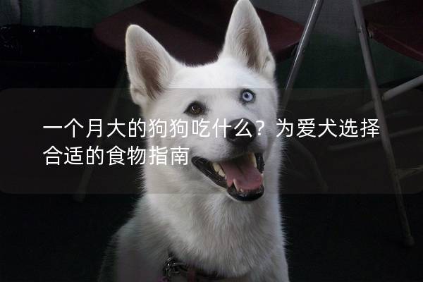 一个月大的狗狗吃什么？为爱犬选择合适的食物指南