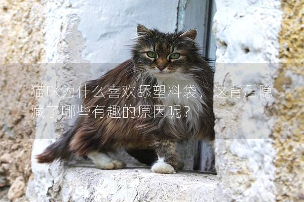 猫咪为什么喜欢舔塑料袋，这背后隐藏了哪些有趣的原因呢？