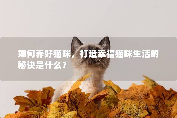 如何养好猫咪，打造幸福猫咪生活的秘诀是什么？