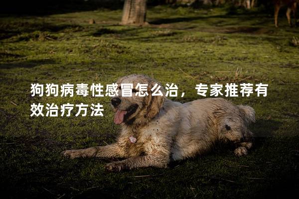 狗狗病毒性感冒怎么治，专家推荐有效治疗方法