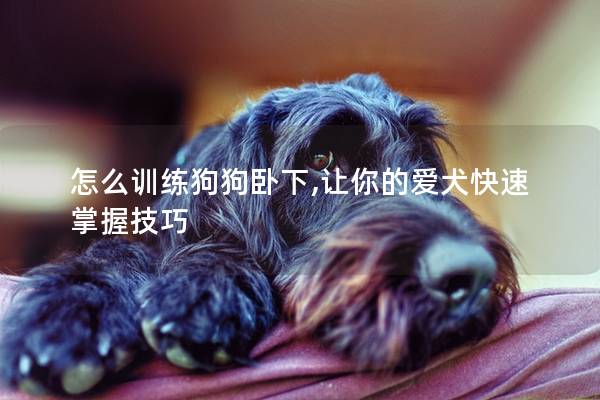 怎么训练狗狗卧下,让你的爱犬快速掌握技巧