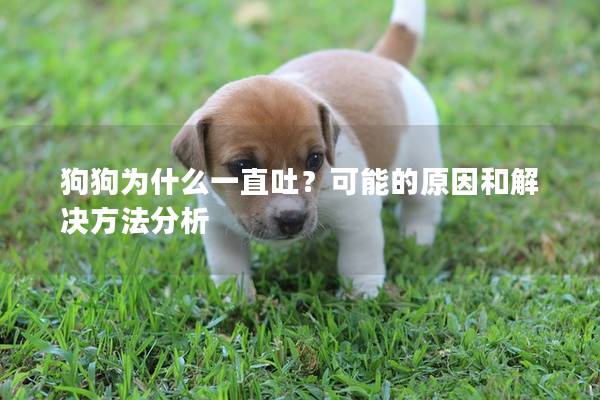 狗狗为什么一直吐？可能的原因和解决方法分析