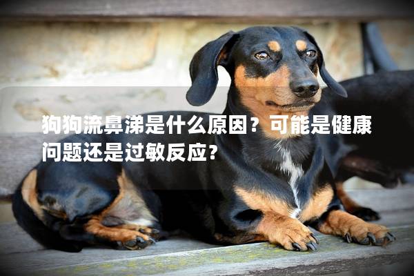 狗狗流鼻涕是什么原因？可能是健康问题还是过敏反应？