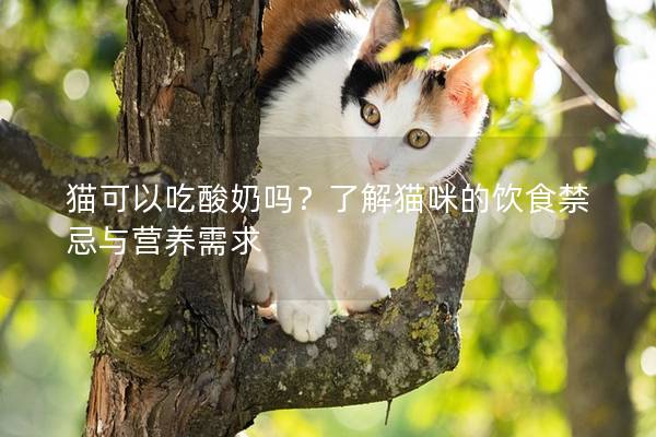 猫可以吃酸奶吗？了解猫咪的饮食禁忌与营养需求