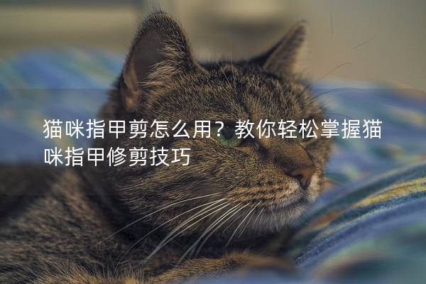 猫咪指甲剪怎么用？教你轻松掌握猫咪指甲修剪技巧