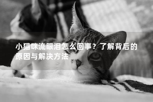 小猫咪流眼泪怎么回事？了解背后的原因与解决方法