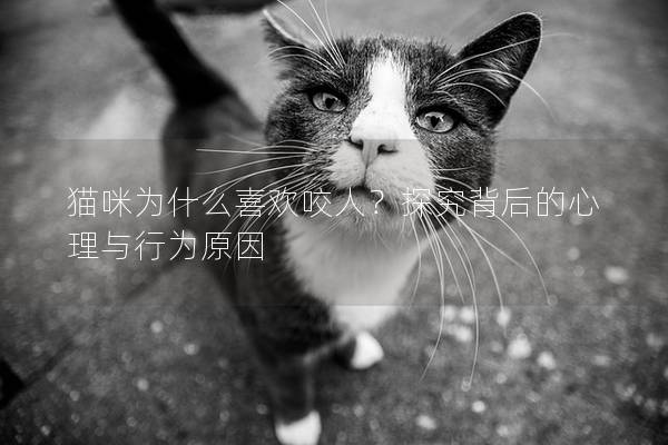 猫咪为什么喜欢咬人？探究背后的心理与行为原因