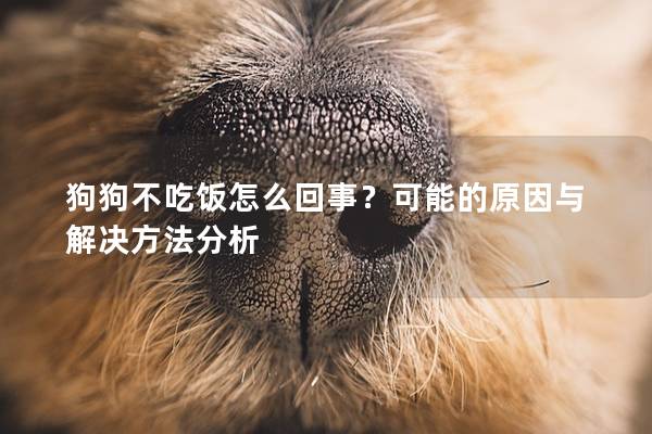 狗狗不吃饭怎么回事？可能的原因与解决方法分析