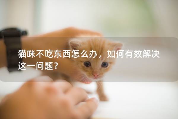 猫咪不吃东西怎么办，如何有效解决这一问题？