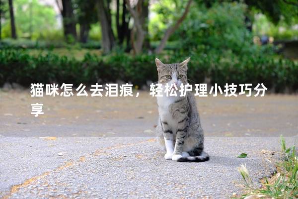 猫咪怎么去泪痕，轻松护理小技巧分享