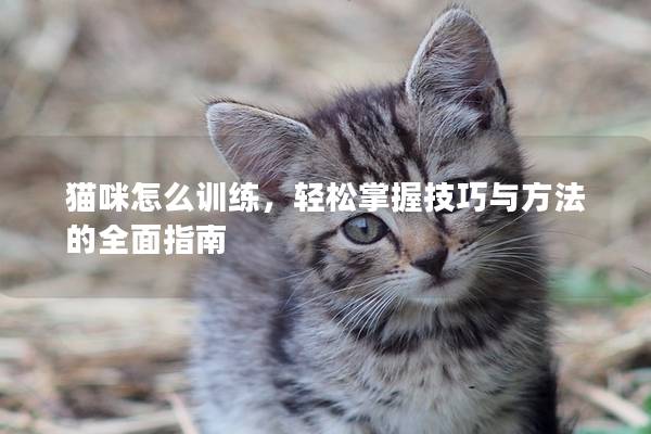 猫咪怎么训练，轻松掌握技巧与方法的全面指南