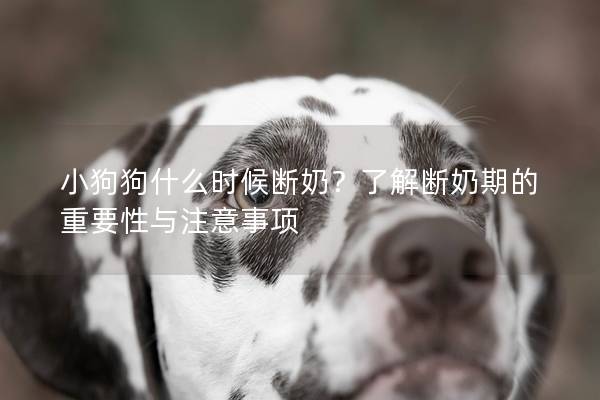 小狗狗什么时候断奶？了解断奶期的重要性与注意事项