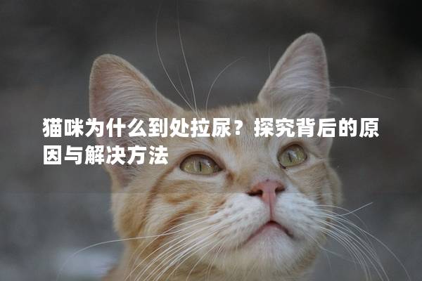 猫咪为什么到处拉尿？探究背后的原因与解决方法