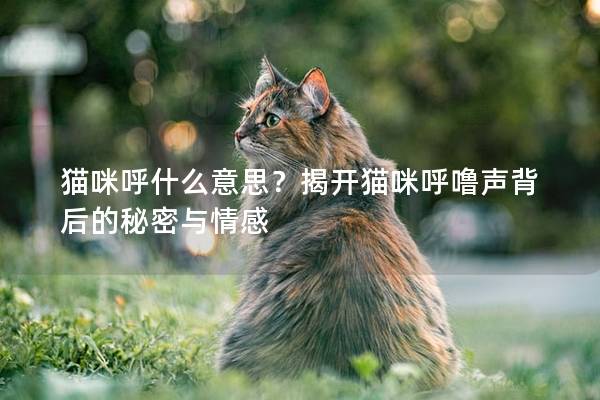 猫咪呼什么意思？揭开猫咪呼噜声背后的秘密与情感