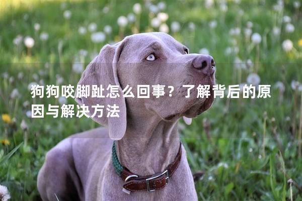 狗狗咬脚趾怎么回事？了解背后的原因与解决方法