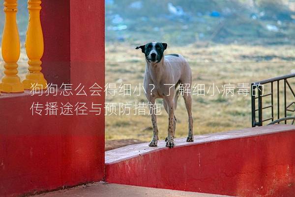 狗狗怎么会得细小？了解细小病毒的传播途径与预防措施