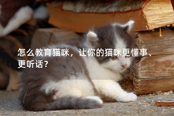 怎么教育猫咪，让你的猫咪更懂事、更听话？