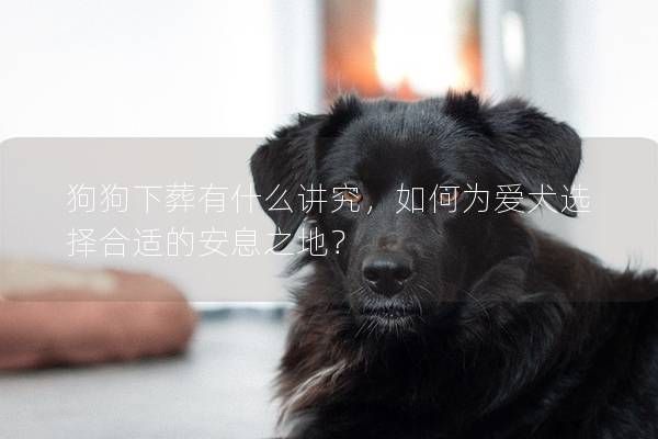 狗狗下葬有什么讲究，如何为爱犬选择合适的安息之地？