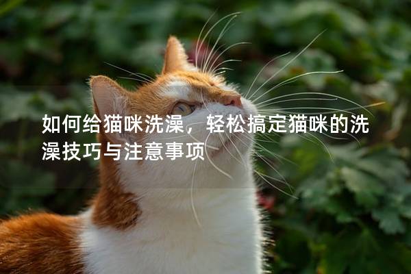 如何给猫咪洗澡，轻松搞定猫咪的洗澡技巧与注意事项