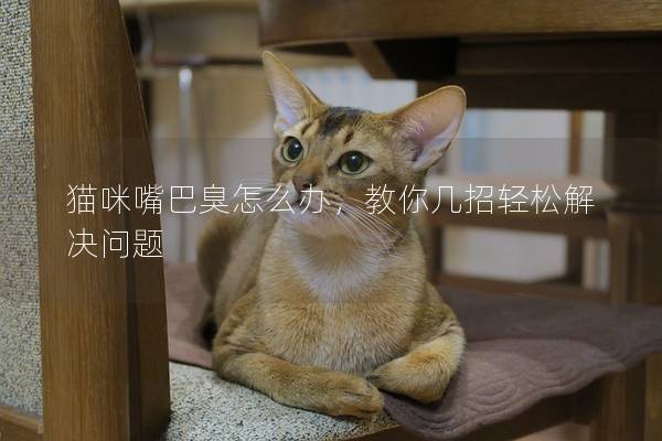 猫咪嘴巴臭怎么办，教你几招轻松解决问题