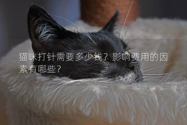 猫咪打针需要多少钱？影响费用的因素有哪些？