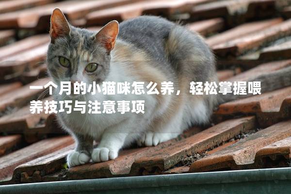 一个月的小猫咪怎么养，轻松掌握喂养技巧与注意事项