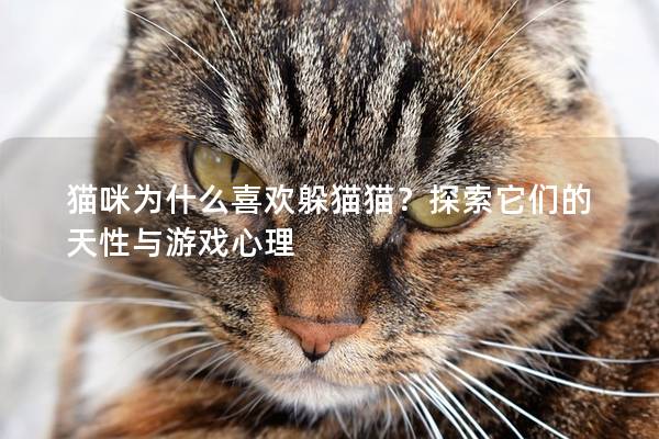 猫咪为什么喜欢躲猫猫？探索它们的天性与游戏心理