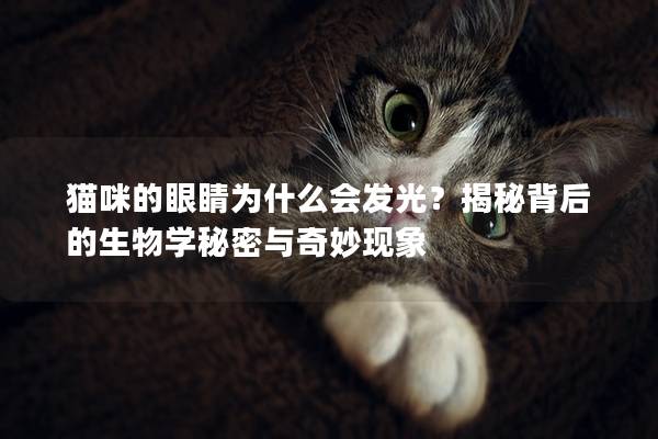 猫咪的眼睛为什么会发光？揭秘背后的生物学秘密与奇妙现象