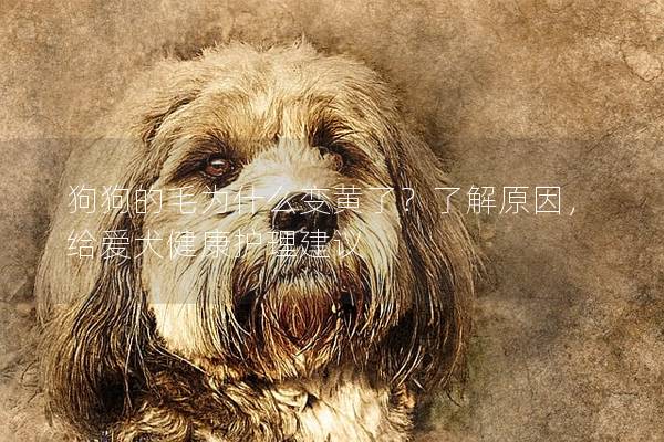 狗狗的毛为什么变黄了？了解原因，给爱犬健康护理建议