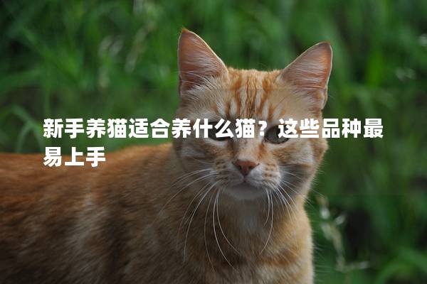 新手养猫适合养什么猫？这些品种最易上手