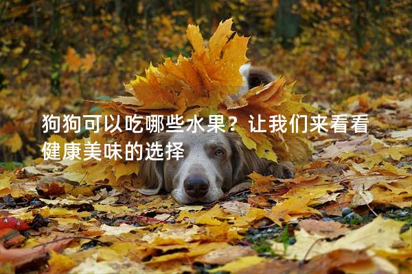 狗狗可以吃哪些水果？让我们来看看健康美味的选择