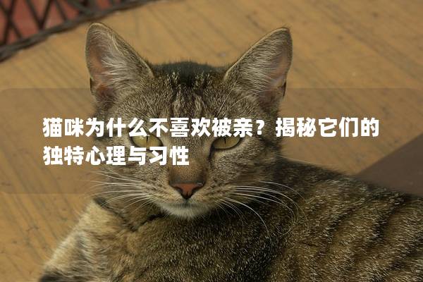 猫咪为什么不喜欢被亲？揭秘它们的独特心理与习性