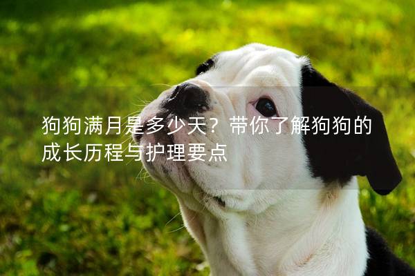 狗狗满月是多少天？带你了解狗狗的成长历程与护理要点