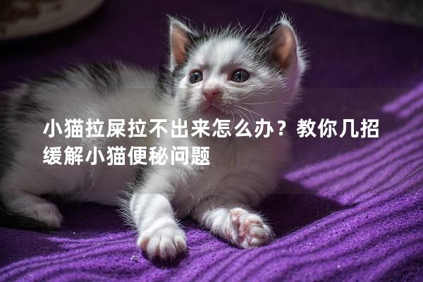 小猫拉屎拉不出来怎么办？教你几招缓解小猫便秘问题