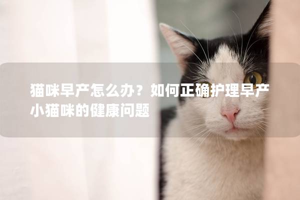 猫咪早产怎么办？如何正确护理早产小猫咪的健康问题