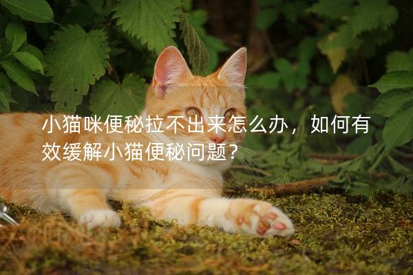 小猫咪便秘拉不出来怎么办，如何有效缓解小猫便秘问题？