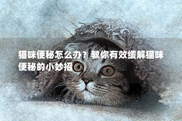 猫咪便秘怎么办？教你有效缓解猫咪便秘的小妙招