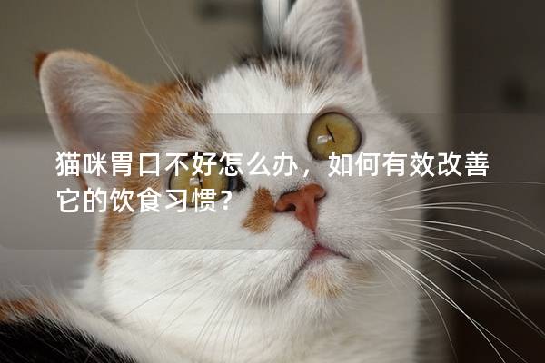 猫咪胃口不好怎么办，如何有效改善它的饮食习惯？