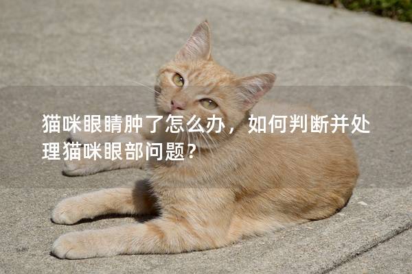 猫咪眼睛肿了怎么办，如何判断并处理猫咪眼部问题？