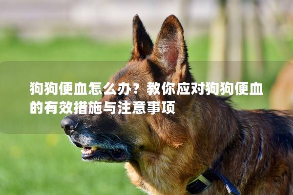 狗狗便血怎么办？教你应对狗狗便血的有效措施与注意事项