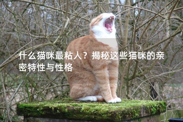 什么猫咪最粘人？揭秘这些猫咪的亲密特性与性格