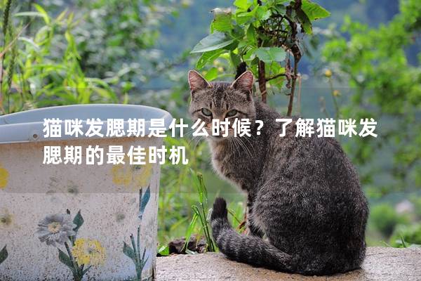 猫咪发腮期是什么时候？了解猫咪发腮期的最佳时机