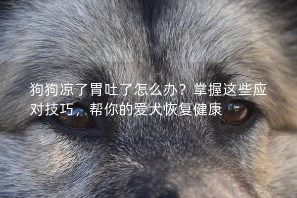 狗狗凉了胃吐了怎么办？掌握这些应对技巧，帮你的爱犬恢复健康