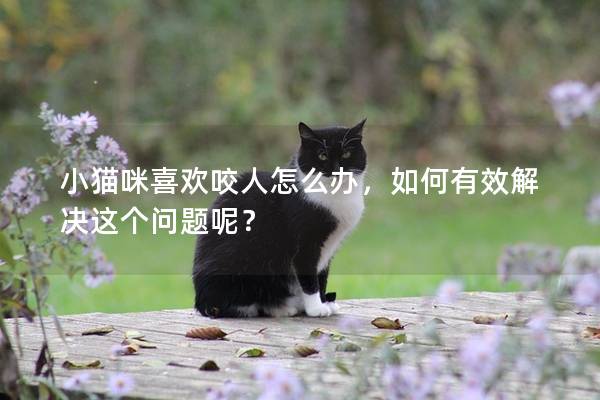 小猫咪喜欢咬人怎么办，如何有效解决这个问题呢？