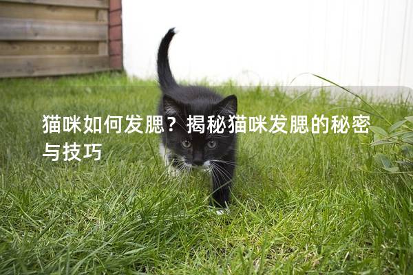 猫咪如何发腮？揭秘猫咪发腮的秘密与技巧