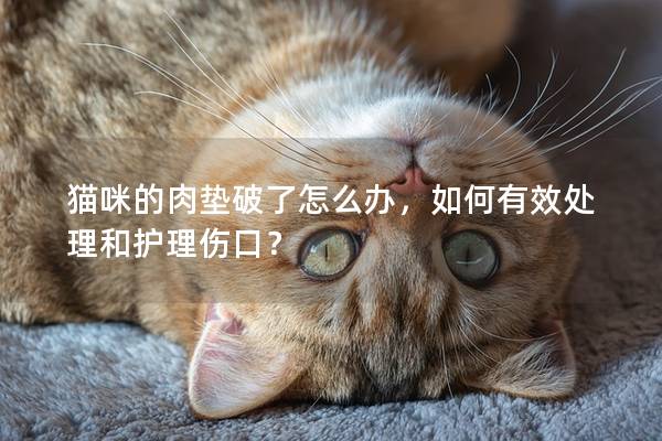 猫咪的肉垫破了怎么办，如何有效处理和护理伤口？