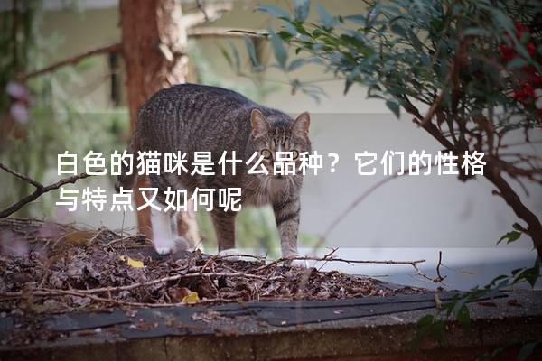 白色的猫咪是什么品种？它们的性格与特点又如何呢