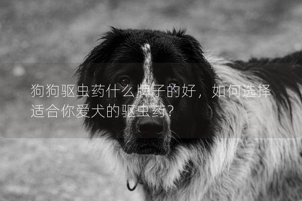 狗狗驱虫药什么牌子的好，如何选择适合你爱犬的驱虫药？