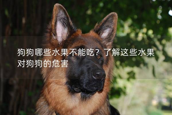 狗狗哪些水果不能吃？了解这些水果对狗狗的危害